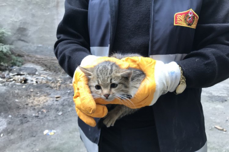 Yavru kedi &ouml;zg&uuml;rl&uuml;ğ&uuml;ne kavuştu