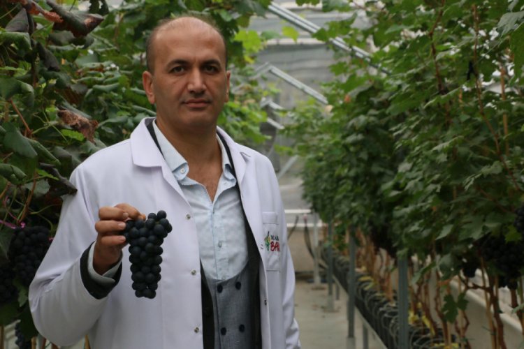 Yılda 2 kez &uuml;z&uuml;m hasadı hedefi ger&ccedil;ek oldu