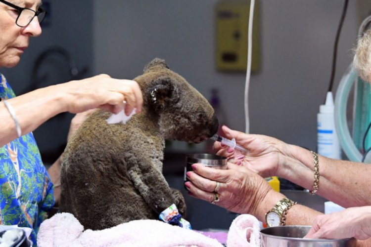 Avustralya'da alevlerin arasından kurtarılan koala &ouml;ld&uuml;