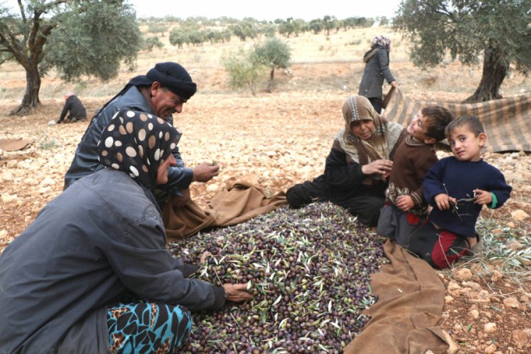 Suriye'de rejim bombardımanı altında zeytin hasadı