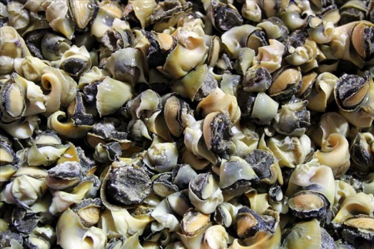 T&uuml;rkiye'den 6 &uuml;lkeye 18 milyon dolarlık deniz salyangozu ihracatı