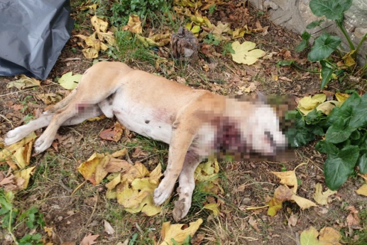 Bursa'da boğazı kesilmiş k&ouml;pek &ouml;l&uuml;s&uuml; bulundu