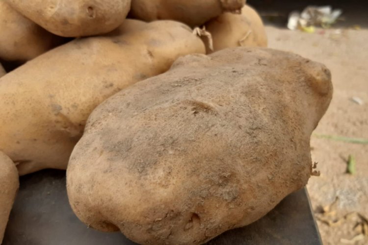 Bu patateslerin tanesi 1 kiloyu ge&ccedil;iyor