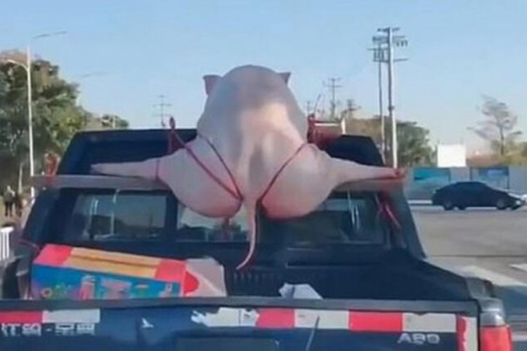 Arabasına bağladığı domuzla kilometrelerce gezdi