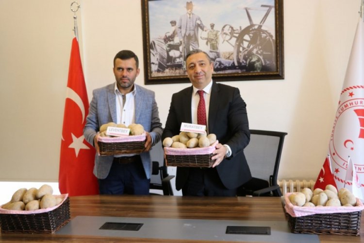 Yerli patates projesi: 'Leventbey' ve 'Muratbey' geliyor