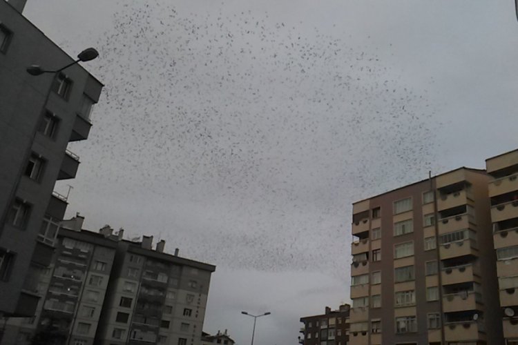 Konya'da sığırcık kuşlarının g&ouml;ky&uuml;z&uuml;ndeki dansı mest etti