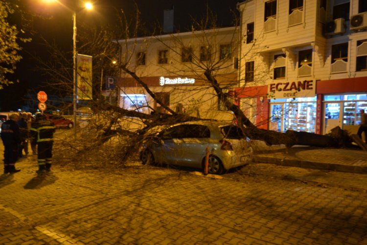 Gece yarısı korku dolu anlar... Dev ağa&ccedil; otomobilin &uuml;zerine devrildi