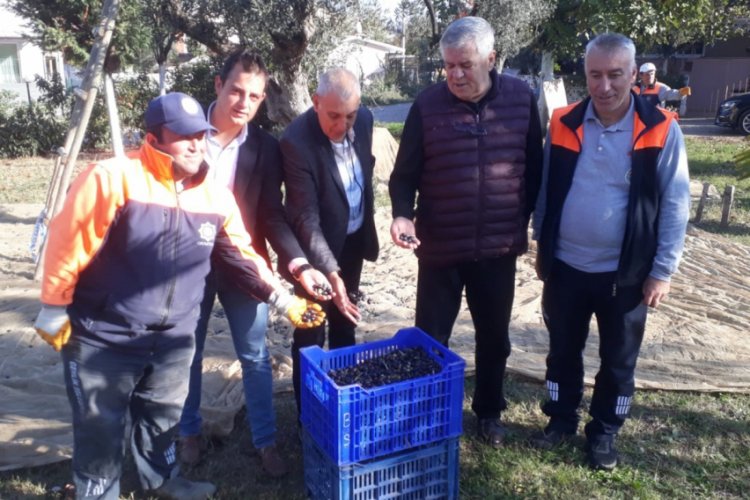 Bursa'da parklardaki zeytinler değerlenecek