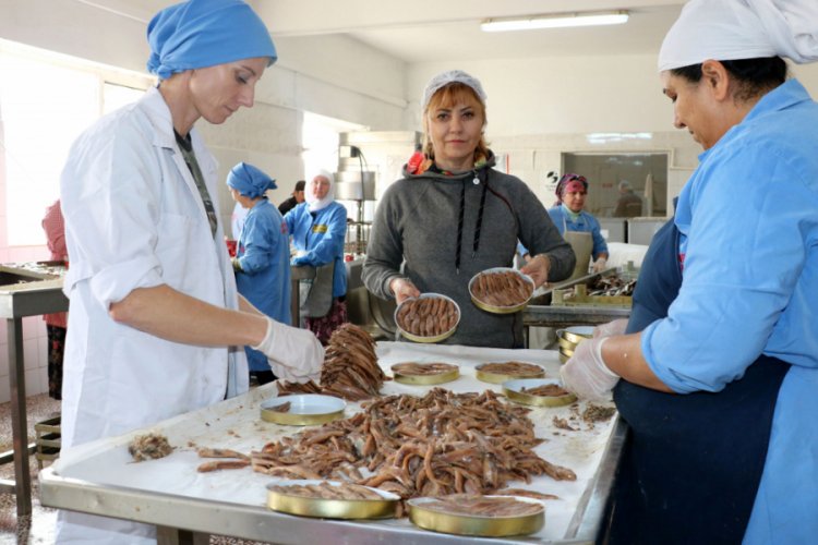 Gelibolu'da Rumlardan kalma 200 yıllık lezzet; tuzlu balık