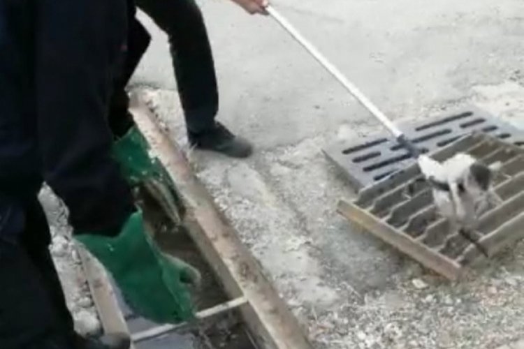 Yavru kedi mazgallardan drenaj kanalına d&uuml;şt&uuml;
