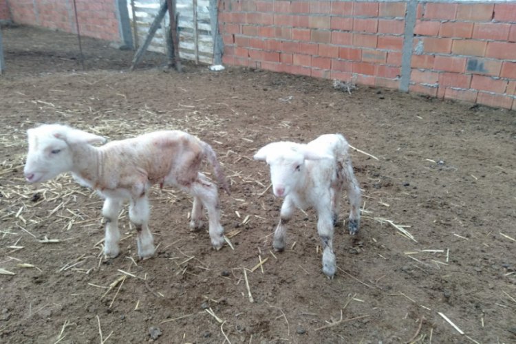 Doğumda annesini kaybeden kuzu, "Anne, anne" diye meliyor