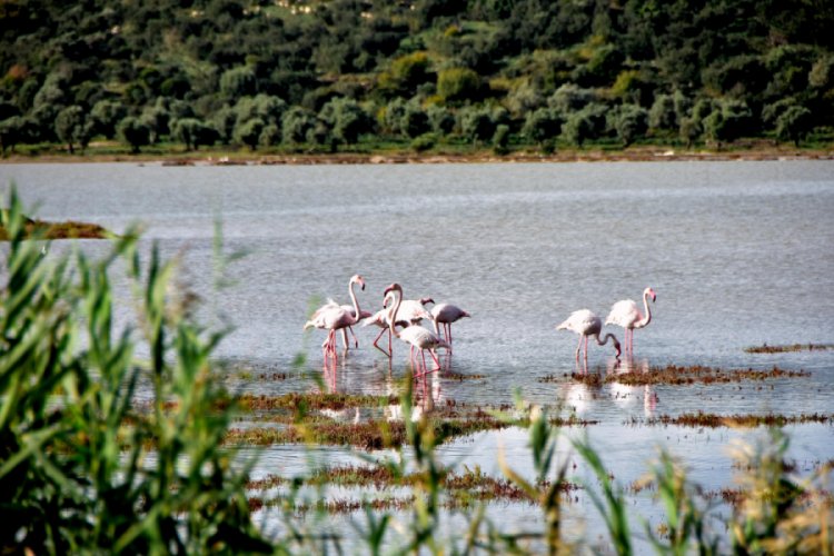 Flamingolar, sulak alanda g&ouml;rsel ş&ouml;len oluşturdu