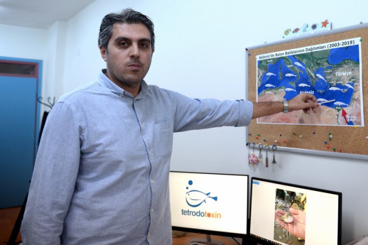 Balon balığı zehri siyan&uuml;rden 1200 kat daha g&uuml;&ccedil;l&uuml;