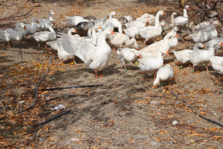 Yabancı otlarla m&uuml;cadelede kaz ve koyun kullanıyorlar