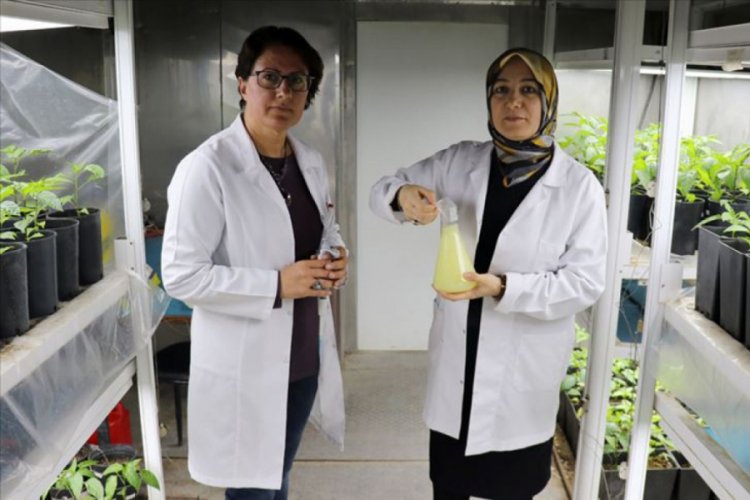 'Peynir altı suyu' ile &uuml;rettikleri g&uuml;brenin patentini alacaklar
