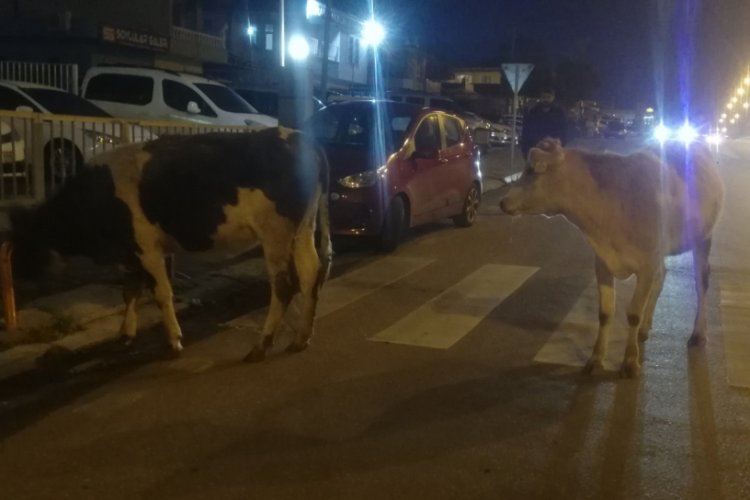 Aniden yola &ccedil;ıkan inek kazaya yol a&ccedil;tı