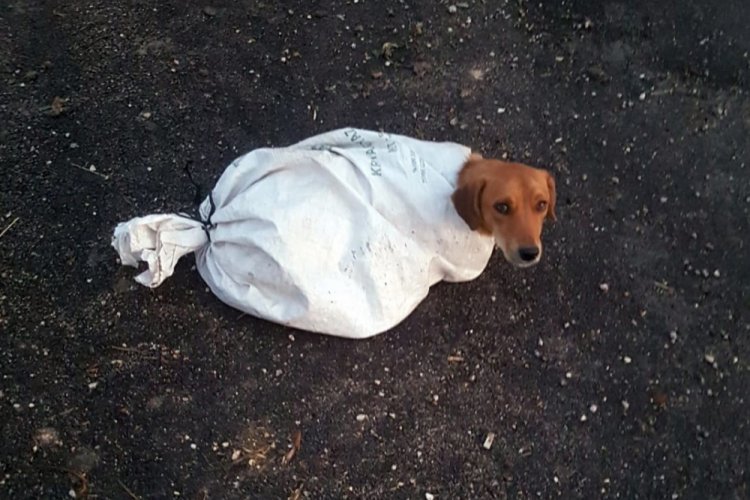 Hamile k&ouml;peği &ccedil;uvala koyup yola attılar