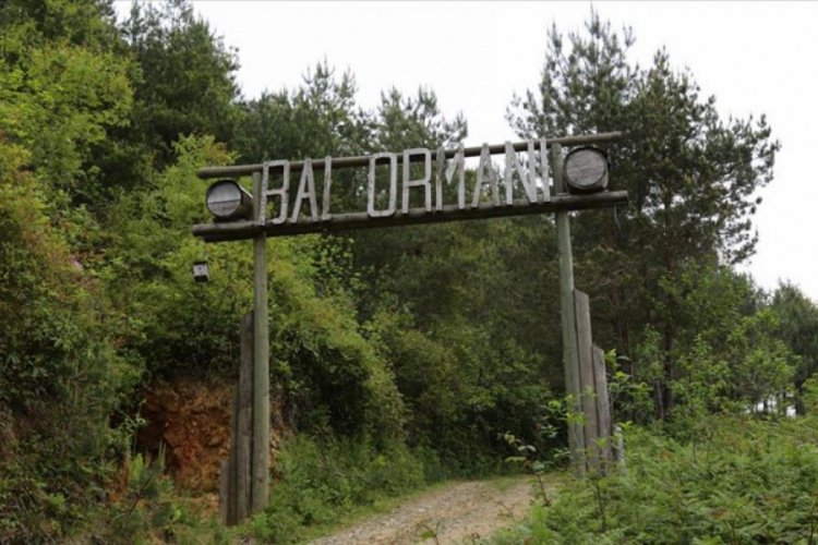 Bal ormanlarının sayısı 2023'e kadar y&uuml;zde 40 artırılacak
