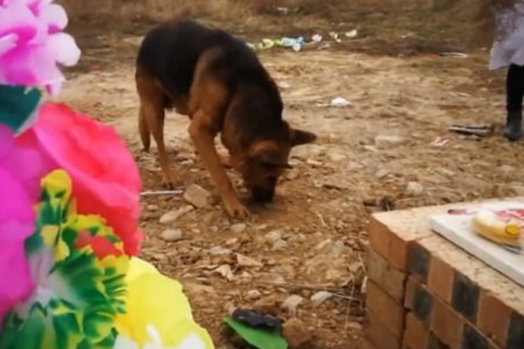 &Ouml;len sahibini &ouml;zleyen k&ouml;pek, toprağı kazarak sahibine ulaşmaya &ccedil;alıştı