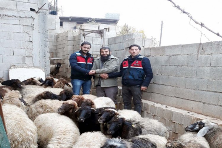 Gaziantep'te koyun hırsızlığı ş&uuml;phelisi yakalandı