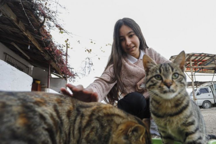 Sokak kedileri i&ccedil;in har&ccedil;lığı yetmeyince ombudsmana başvurdu
