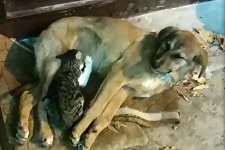 Sokak k&ouml;peği, yavru kediye anne oldu