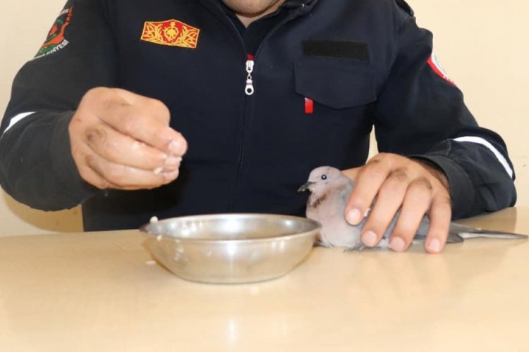 Kurtardığı kumruyu elleriyle besledi