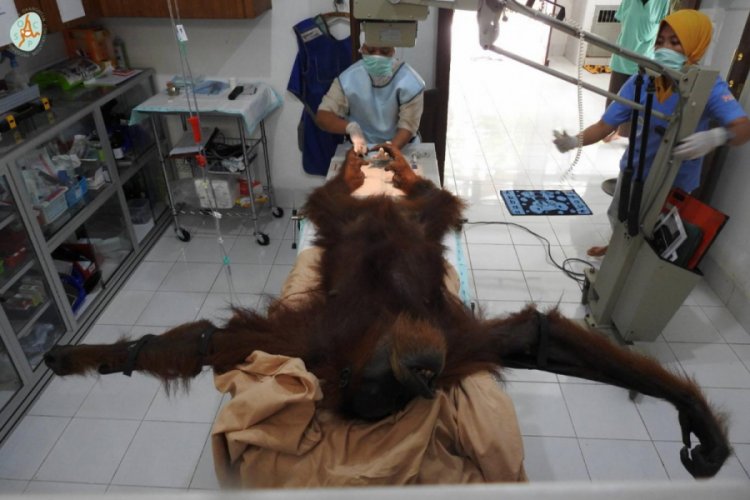 Sumatra orangutanı 24 kez vurulmasına rağmen hayatta kaldı