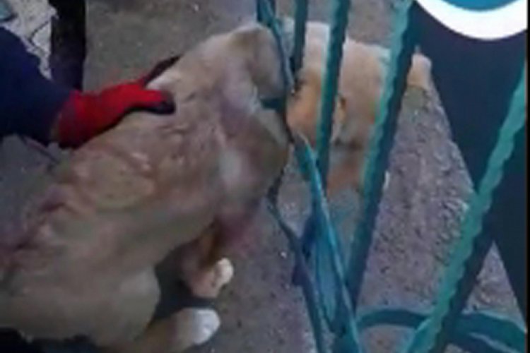 Demir korkuluklara sıkışan yavru köpeği itfaiye kurtardı Güncel