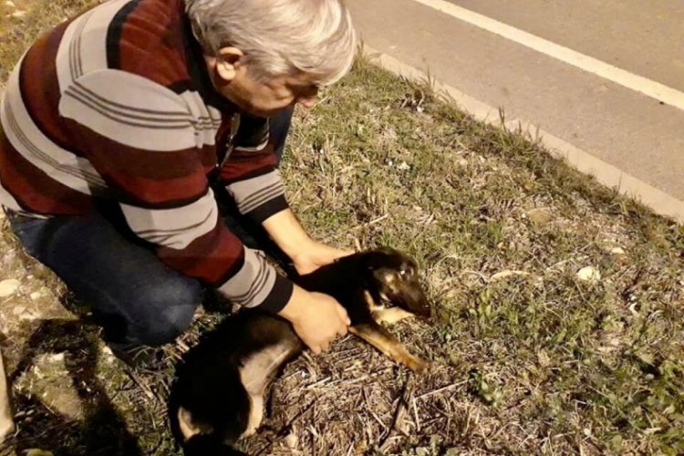 Yaralı k&ouml;peği &ouml;lmekten okul m&uuml;d&uuml;r&uuml; kurtardı