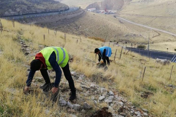 Mardin'de palamut ve mazı meşesi seferberliği