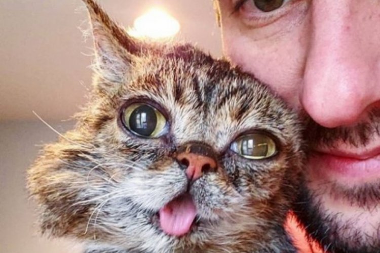 fenomeni kedi Lil Bub öldü Dünyadan Haberler