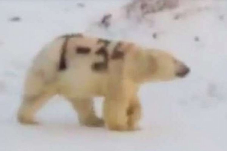 Sprey boya ile boyanan kutup ayısının hayatı tehlikede