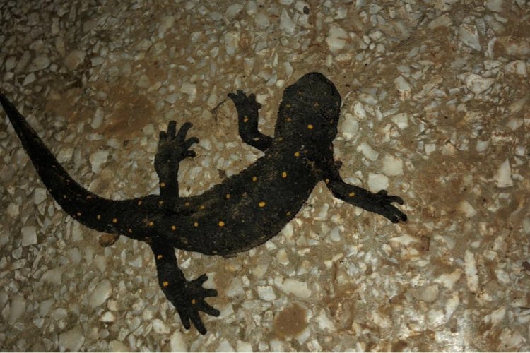 Benekli Anadolu Semenderi odunlukta g&ouml;r&uuml;nt&uuml;lendi
