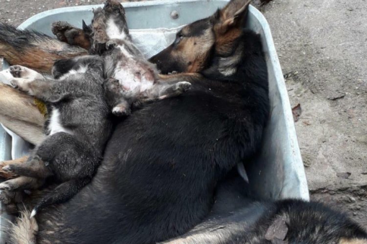 Bartın'da 6 köpek ölü bulundu
