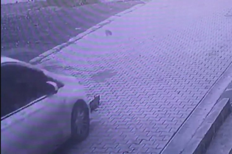 Vicdansız s&uuml;r&uuml;c&uuml; yavru kediyi ezip ka&ccedil;tı