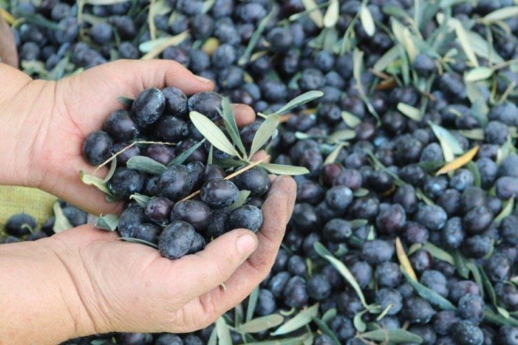 Hans'ın sofrasına Bursa'dan Marmarabirlik zeytini