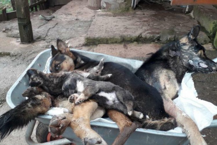 6 k&ouml;peğin &ouml;l&uuml;m&uuml;yle ilgili inceleme başlatıldı