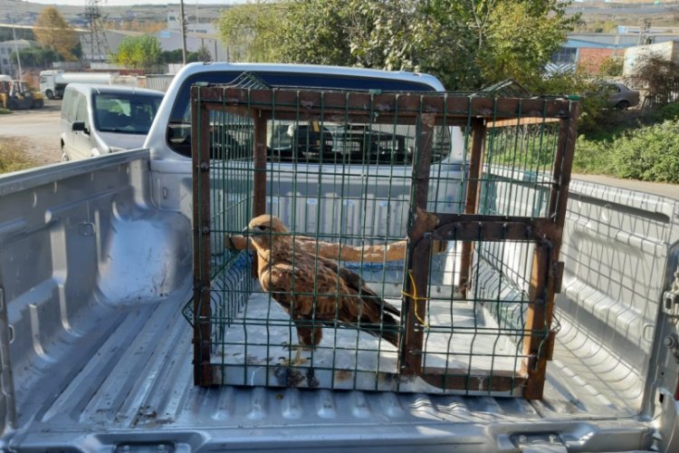 Koruma altına alınan kuşu avlayan şahsa rekor ceza