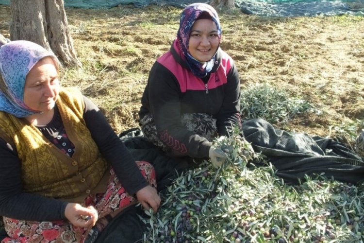 KPSS'ye &ccedil;alışırken bir yandan da zeytincilik yapıyor