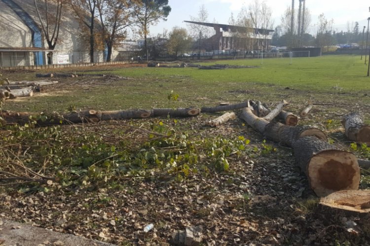 Bursa'da yarım asırlık kavak ağa&ccedil;ları kesildi
