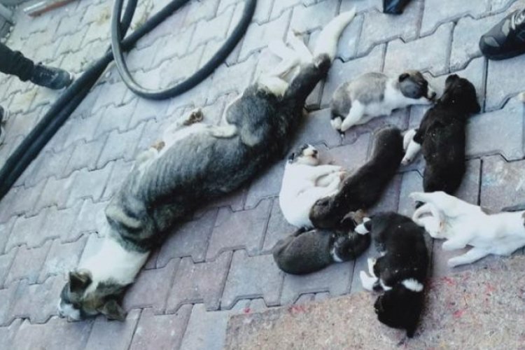 Barınakta 20 k&ouml;pek &ouml;l&uuml;s&uuml; bulan hayvanseverler şoke oldu