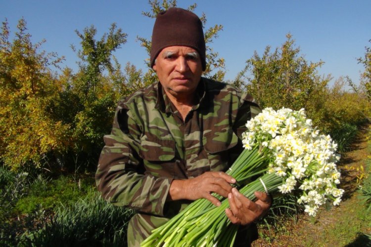 Kışta baharı yaşatan Nergis &ccedil;i&ccedil;ekleri &ccedil;ift&ccedil;inin gelir kapısı oldu