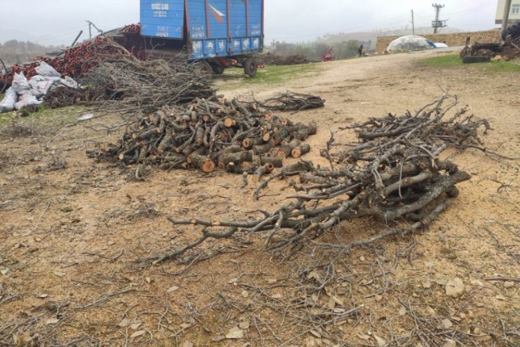 Kış aylarında yakmak i&ccedil;in ağa&ccedil;ları kesiyorlar