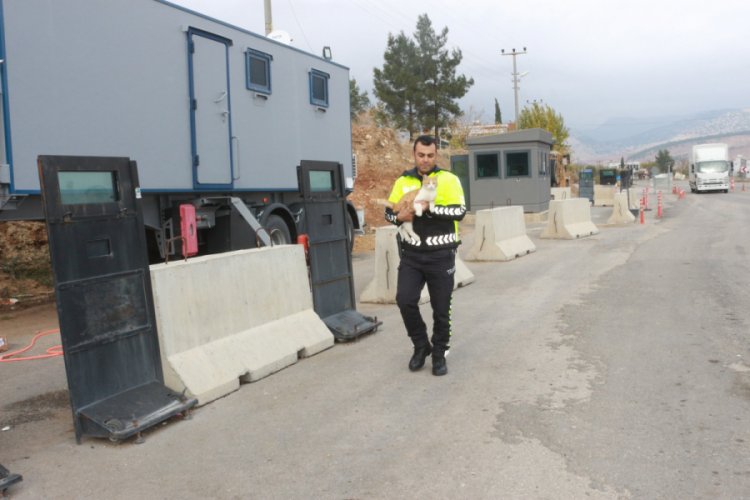 Annesini kazada kaybeden yavru kediye polisler sahip &ccedil;ıktı