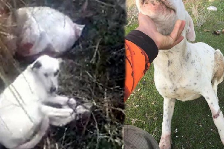Bacakları bağlanmış köpekleri ölümden kurtardılar Güncel Haberler