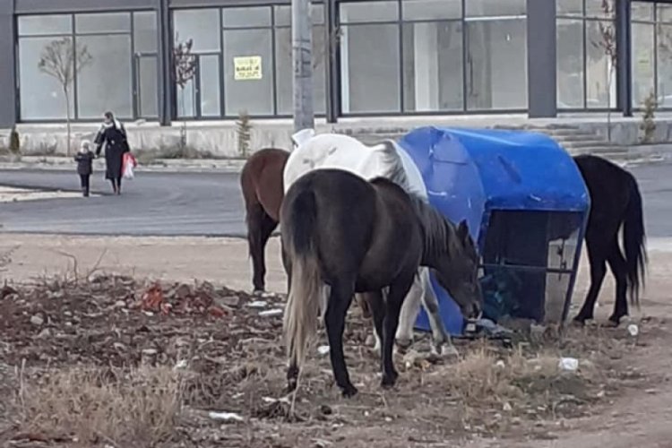 A&ccedil; kalan atlar kent merkezine indi