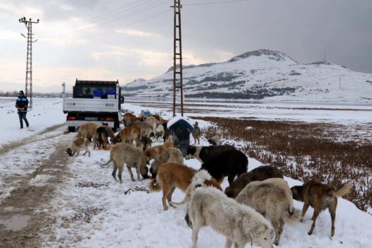 Sokak ve yaban hayvanlarına şefkat eli uzatıldı