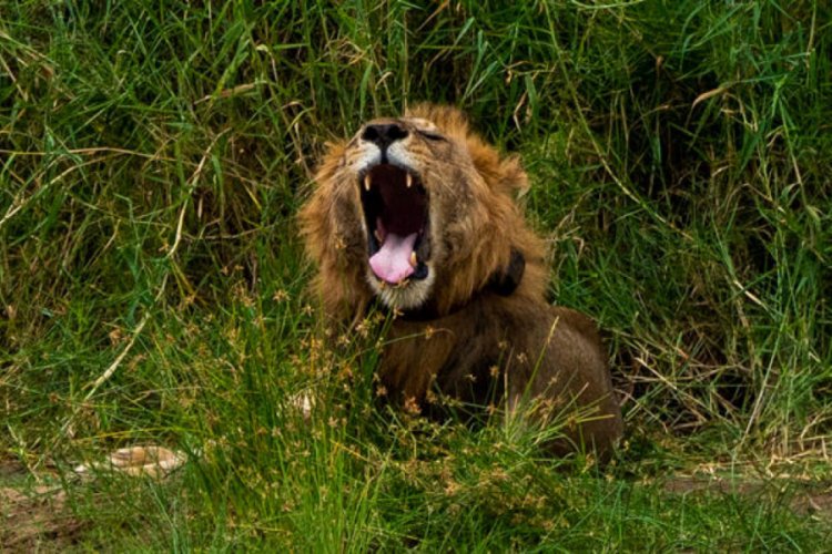 Milli parktan ka&ccedil;an aslan dehşet sa&ccedil;tı