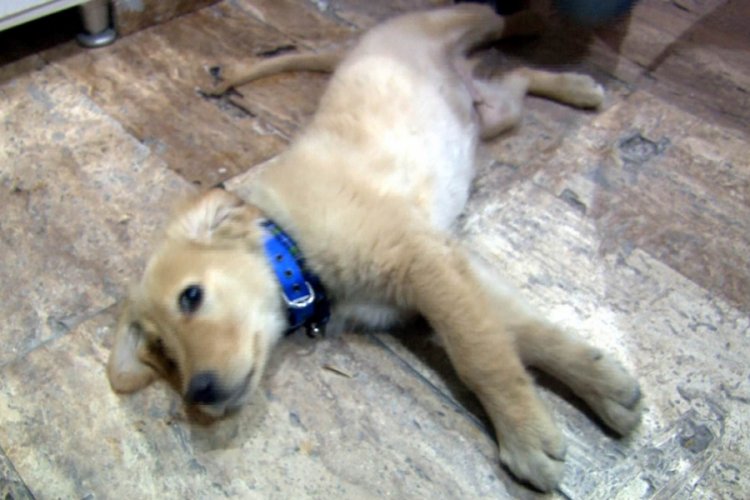Kaybettiğini k&ouml;peğini sosyal medya aracılığıyla buldu